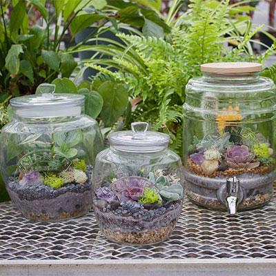 succulents in kilner jar
